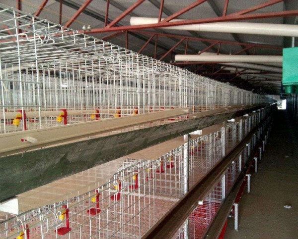 Poultry farming cage
